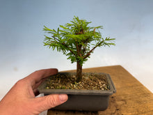 Load image into Gallery viewer, Dawn Redwood 006

