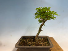 Load image into Gallery viewer, Shishigashira Japanese Maple 010
