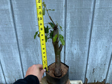 Load image into Gallery viewer, Chinese Quince #3
