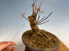 Load image into Gallery viewer, Japanese Maple 001
