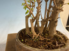 Load image into Gallery viewer, Trident Maple-Shohin Clump
