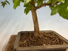Load image into Gallery viewer, Trident Maple 024
