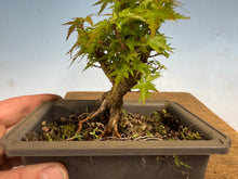 Load image into Gallery viewer, Kotohime Japanese Maple-015
