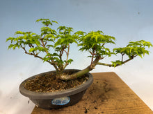 Load image into Gallery viewer, Shishigashira Japanese Maple 019

