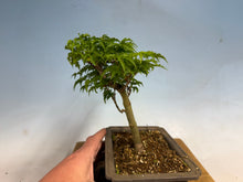 Load image into Gallery viewer, Shishigashira Japanese Maple 018
