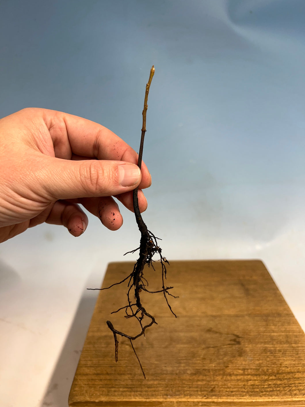 Japanese Persimmon-Bare Root