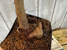 Load image into Gallery viewer, Trident Maple #27
