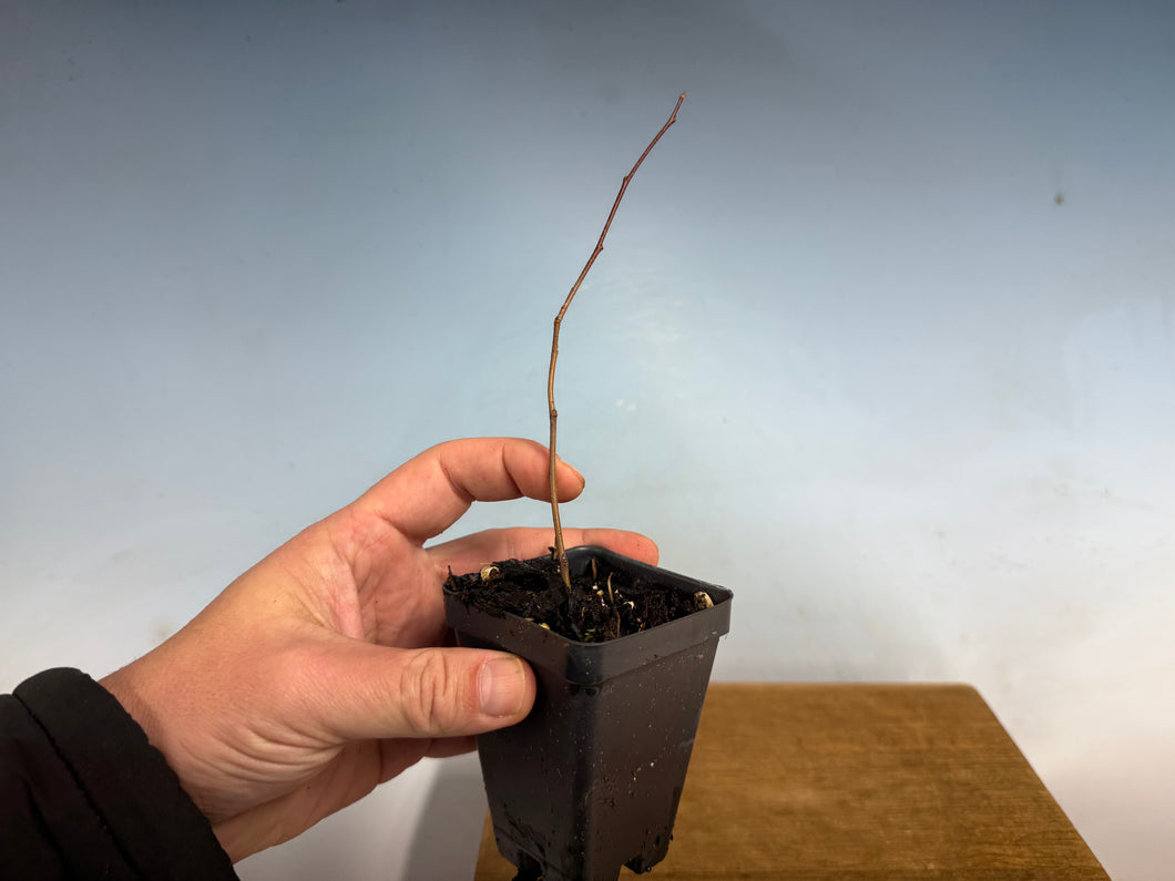 Pourthiaea Villosa, Kamatuka, Christmas Berry