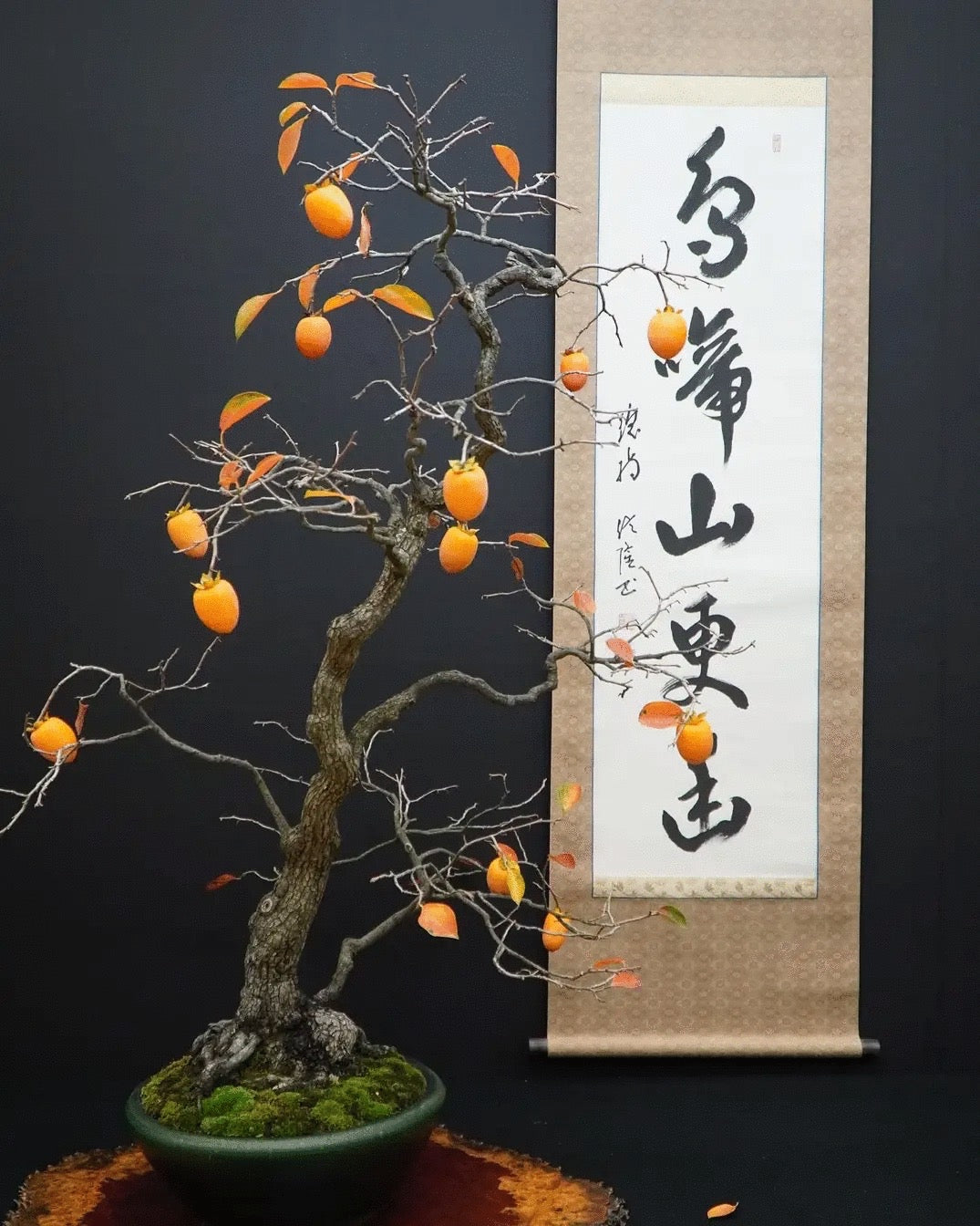 persimmon bonsai tree Japanese Persimmon – Kaede Bonsai-en