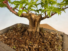 Load image into Gallery viewer, Shishigashira Japanese Maple 017
