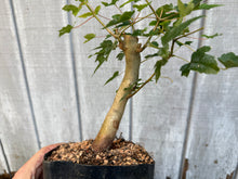 Load image into Gallery viewer, Trident Maple #2
