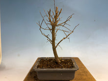 Load image into Gallery viewer, Zelkova, Japanese Grey Bark Elm 008
