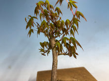 Load image into Gallery viewer, Japanese Maple 004
