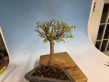 Load image into Gallery viewer, Zelkova, Japanese Grey Bark Elm 012
