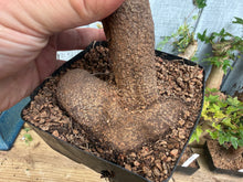 Load image into Gallery viewer, Trident Maple #36
