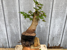 Load image into Gallery viewer, Trident Maple #41
