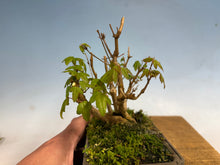 Load image into Gallery viewer, Trident Maple-Shohin Clump 002
