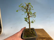 Load image into Gallery viewer, Chinese Hackberry, Celtis 004
