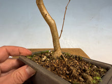 Load image into Gallery viewer, Japanese Crepe Myrtle-001
