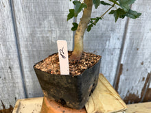 Load image into Gallery viewer, Trident Maple #2
