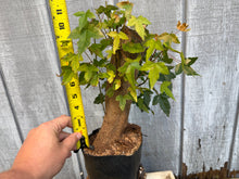 Load image into Gallery viewer, Trident Maple #44
