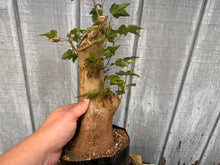 Load image into Gallery viewer, Trident Maple #42
