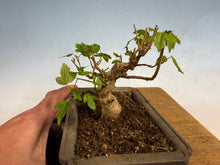 Load image into Gallery viewer, Trident Maple 018
