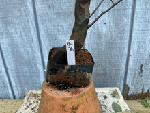 Load image into Gallery viewer, Chinese Quince #9
