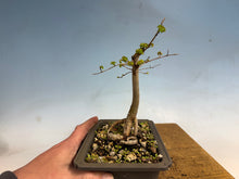Load image into Gallery viewer, Chinese Elm, Root Cutting 001
