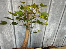 Load image into Gallery viewer, Trident Maple #27
