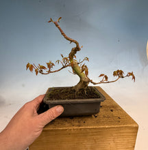 Load image into Gallery viewer, Japanese Maple 003
