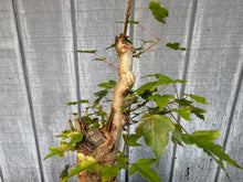 Load image into Gallery viewer, Trident Maple #24
