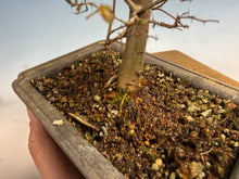 Load image into Gallery viewer, Zelkova, Japanese Grey Bark Elm 006
