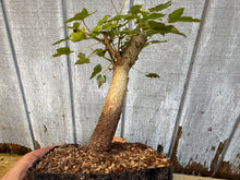 Load image into Gallery viewer, Trident Maple #3
