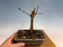 Load image into Gallery viewer, Dawn Redwood 001
