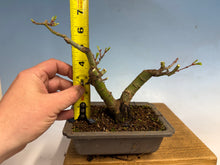 Load image into Gallery viewer, Shishigashira Japanese Maple 001

