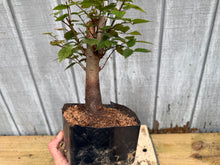 Load image into Gallery viewer, Zelkova, Japanese Grey Bark Elm #3
