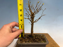 Load image into Gallery viewer, Zelkova, Japanese Grey Bark Elm 004
