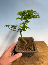 Load image into Gallery viewer, Shishigashira Japanese Maple 015
