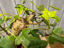 Load image into Gallery viewer, Trident Maple #14
