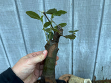 Load image into Gallery viewer, Chinese Quince #6
