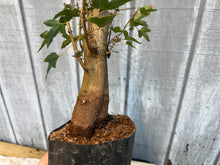 Load image into Gallery viewer, Trident Maple #19
