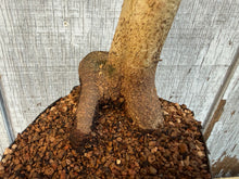 Load image into Gallery viewer, Trident Maple #7
