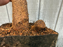 Load image into Gallery viewer, Trident Maple #23
