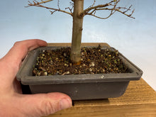 Load image into Gallery viewer, Zelkova, Japanese Grey Bark Elm 007
