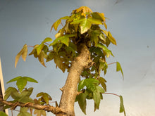 Load image into Gallery viewer, Trident Maple 019
