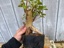 Load image into Gallery viewer, Japanese Crepe Myrtle #1
