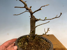 Load image into Gallery viewer, Chinese Quince 003

