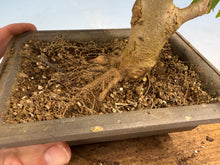 Load image into Gallery viewer, Trident Maple 027
