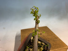 Load image into Gallery viewer, Chinese Elm-Root Cutting 002

